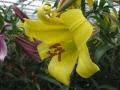 Golden Splendour Side View
