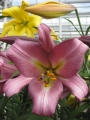 Pink Perfection Lily