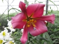 Pink perfection Lily Bulbs