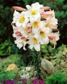 Lilium Regale in flower