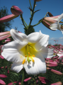 Lily 'Regale'