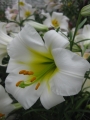 Regale Lily