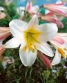 Lilium Regale, Trumpet lily