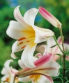 Regale lilies