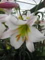 Regale Lily in flower