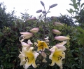 Huge tree lily Manissa