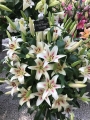 Display of Nymph Lilies