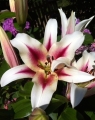Lilium Nymph