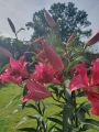 Robina Lilies grown in pots