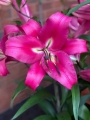 Lilium Robina