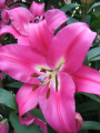 Lily 'Robina'