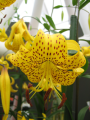 Lily 'Leichtlinii'
