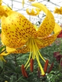 Leichtlinii Lily