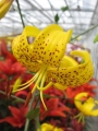 Leichtlinii Lily