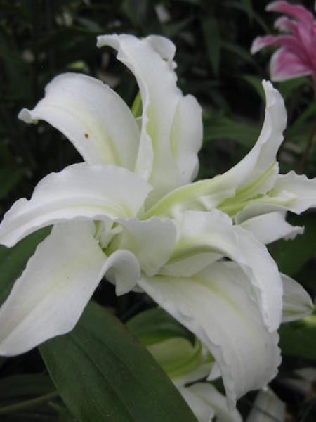 Lily 'Polar Star'