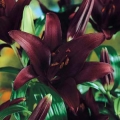 Landini Lily
