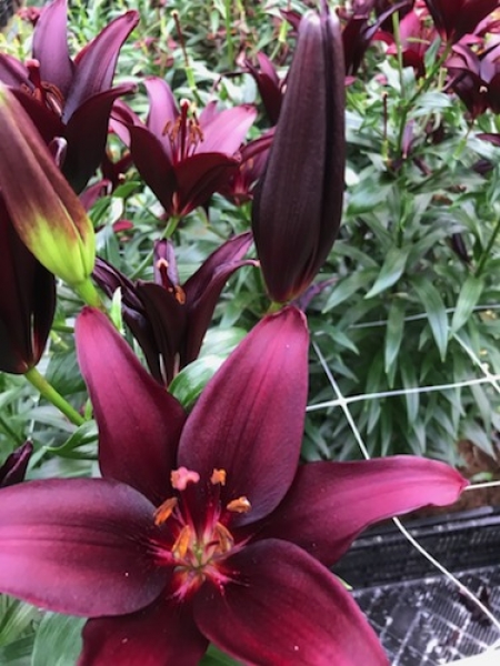 Lily 'Landini'