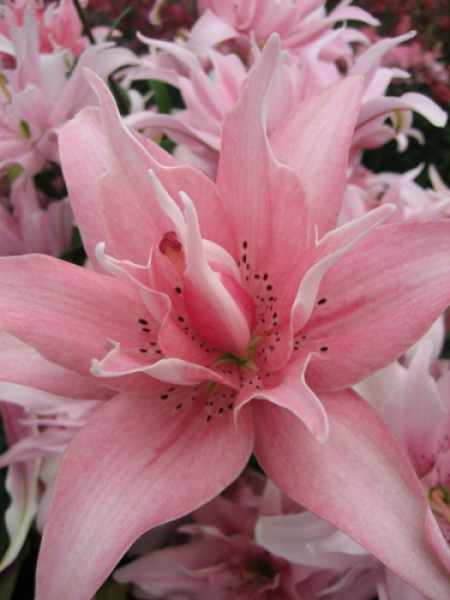 Lily 'Elodie'