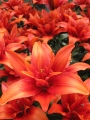 Red Twin Lily