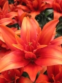 Lily 'Red Twin'