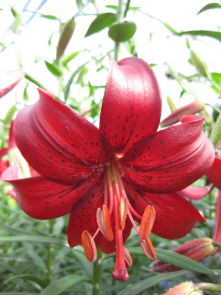Lily 'Hiawatha'