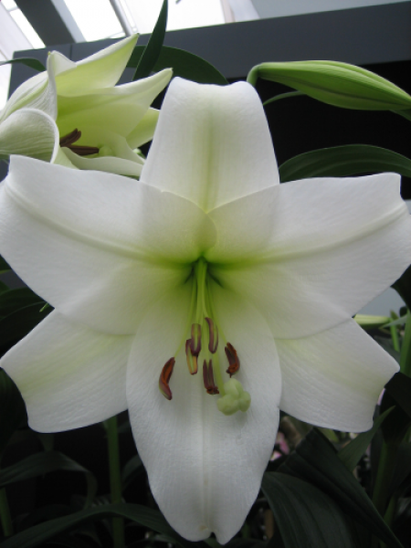 Lily 'White Triumph' (Zanlotriumph)