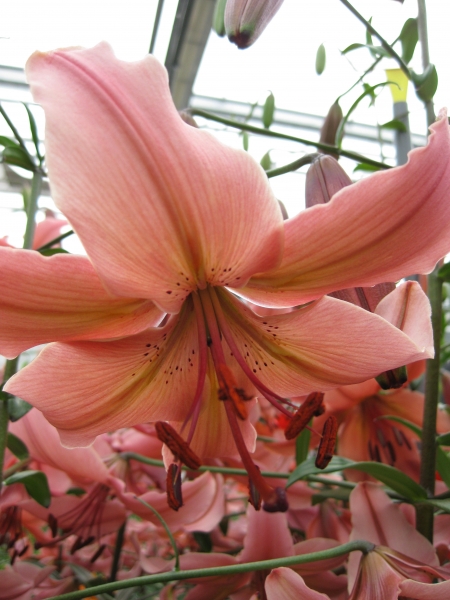 Lily 'Pink Flavour'