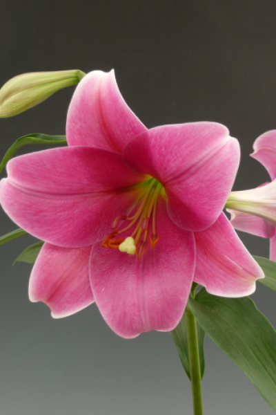 Lily 'Pink Heaven'