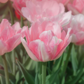 Angelique Tulip