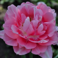 Tulip Angelique