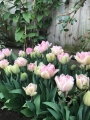 Angelique Tulip
