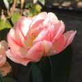Angelique Tulip