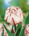 Carnaval De Nice Tulip Close Up