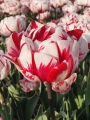 Tulip 'Carnaval de Nice'
