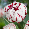 Carnaval De Nice Tulips