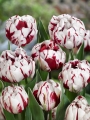 Carnaval De Nice Tulips