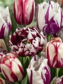 Carnaval De Nice Tulip amongst other tulips