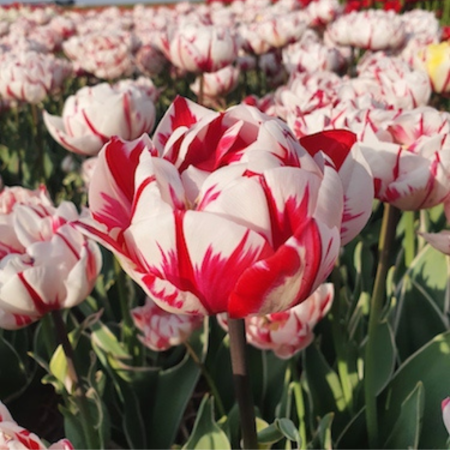 Tulip 'Carnaval de Nice'