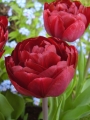 Uncle Tom Tulip