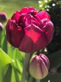 Tulip 'Uncle Tom' 
