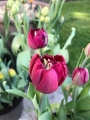 Uncle Tom Tulip