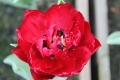 Top view of Uncle Tom Tulip