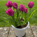 Blue Parrot Tulips planted in pots