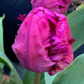 Blue Parrot Tulips