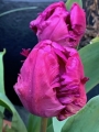 Blue parrot Tulips