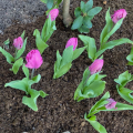 Blue Parrot Tulips Planted in the garden