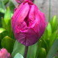 Blue Parrot Tulips