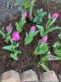 Blue Parrot Tulips
