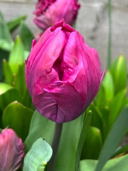 Buy Tulip Bulbs | Tulipa Blue Parrot | Gold Medal winning Harts Nursery.