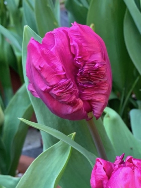 Tulip 'Blue Parrot'